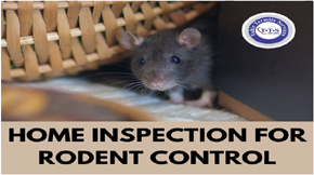 A Guide on Home Inspection for Rodent Control