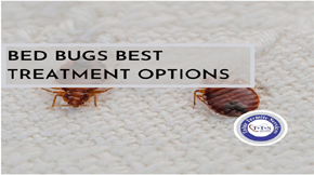 Best Bed Bug Treatment Options in Lahore You Should Know