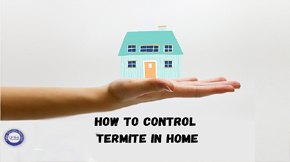 How to Control Termites at Home: Ways to Prevent Infestation