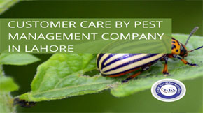 Why Pest Management Companies in Lahore Focus on Customer Service