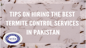 Tips on Hiring the Best Termite Control Services in Lahore