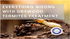 Everything Wrong with Drywood Termite Treatment in Lahore