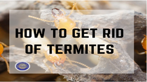 How to Get Rid of Termites in Lahore, Pakistan