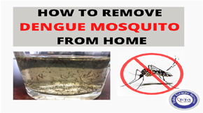 How to Remove Dengue Mosquitoes from Home