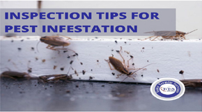 How to Do an Inspection Right to Check Pest Infestation