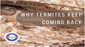 What Causes Termites to Come Back After Drywood Heat Treatment?