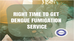 When You Should Get a Dengue Fumigation Service in Lahore