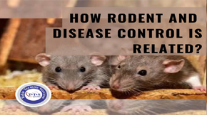 How Rodent Control and Disease Control Are Related