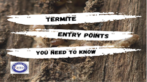 Everything About Termite Entry Points You Need to Know