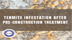 Main Reasons You Face Termites Even After Pre-Construction Treatment