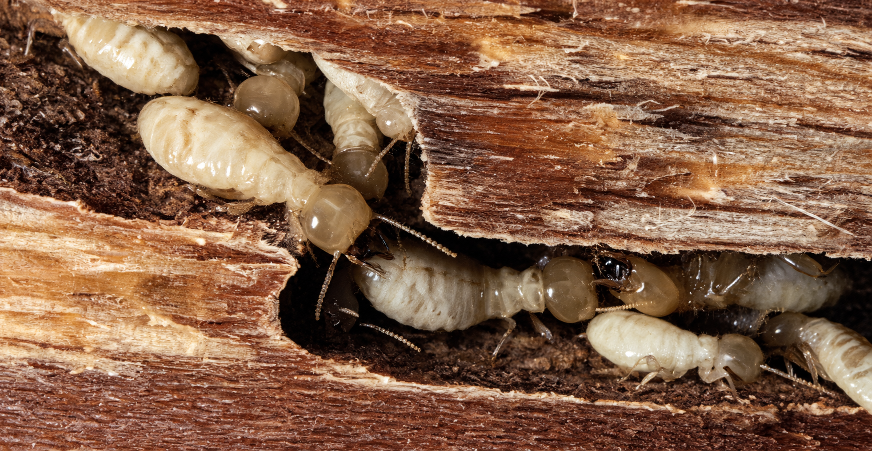 Deemak termites