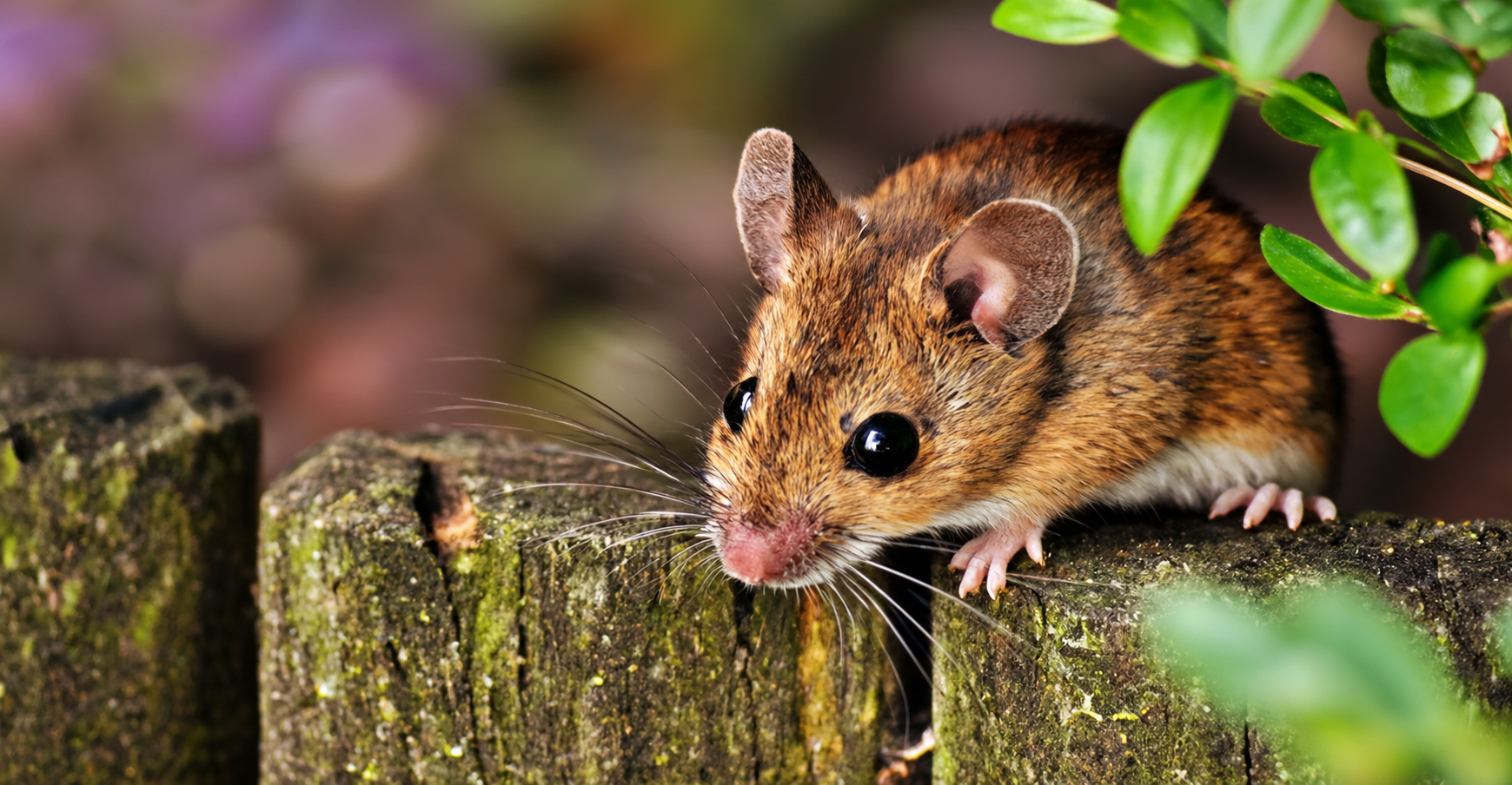 Mouse inspection for warehouse rodent control